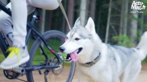 Le monde du Canicross en deuil après le décès de trois chiens empoisonnés