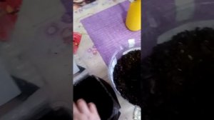 Сажаем рассаду. Астра пионовидная