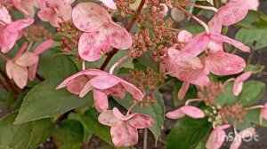 ВИМС РЕД гортензия с сильным медовым ароматом#гортензия #алтай