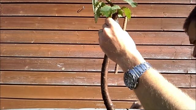 Betula Pendula 1