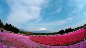 富士芝桜まつり　微速度撮影