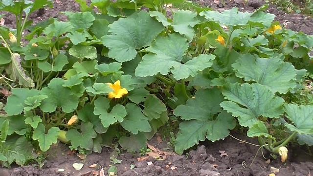 Деревня в сентябре. Грустно... The village in September. Sad... смотреть онлайн