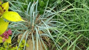 вейгела Олимпиада и многое другое...?