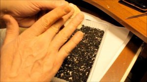 Выращивание земляники Александрина из семян. Первый опыт.