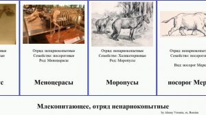 Млекопитающее, отряд непарнокопытные носорог носороги тапир лошадь mammal ungulate зебра Fuse осёл