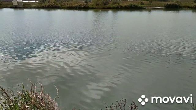 Рыбалка, Ставропольский край, "ЗОЛОТОЙ КАРП " (быв. "Карповый рай"), х. Калаборка. смотреть онлайн