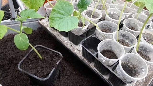Как поживает моя рассада огурцов!? ?? смотреть онлайн