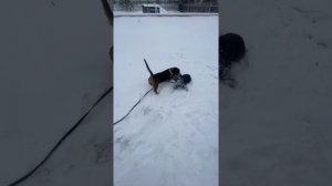 Уиппет и басет