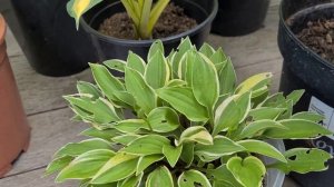 Цветение хост в 2022 году - Первая часть.