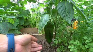 ОБЗОР ТЕПЛИЦЫ 3 НА 4 : ЧТО МЫ ВАРАЩИВАЕМ В ТЕПЛИЦЕ