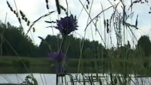 Велопрогулка Икша - Подосинки - Яхрома (07.1996)
