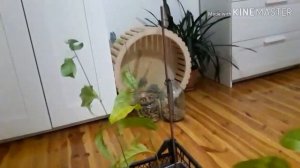 Моя маракуйя. Уход. Пересадка пассифлоры.