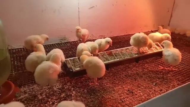 Цыплята бройлеры. Недобор веса.