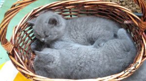 Посмотрите, какие красивые голубые британские котята