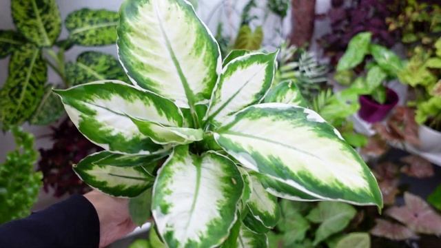 ?Распаковка посылки - 4 Комнатных растения и уход после покупки. смотреть онлайн