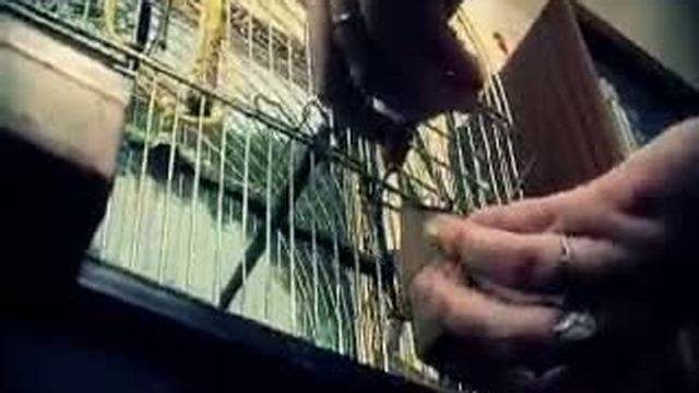 Среда обитания-Ядовитая посуда