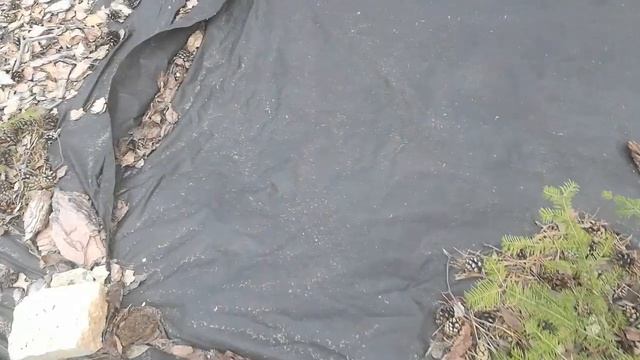 Хвойные деревья, растения посадка высадка подкормка подпидка смотреть онлайн