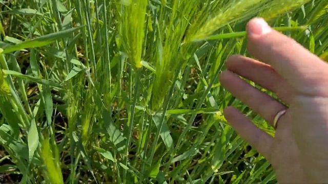 Канадский ячмень двуручка Marshal, 11.05. 2023 смотреть онлайн