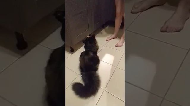 Мисс "Самый Пушистый хвостик" Мейн-кун. Miss "The Fluffiest Tail" Maine Coon