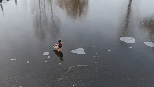 Славянск 22 ноября 2023 — Лёд, Озеро, Птицы.
