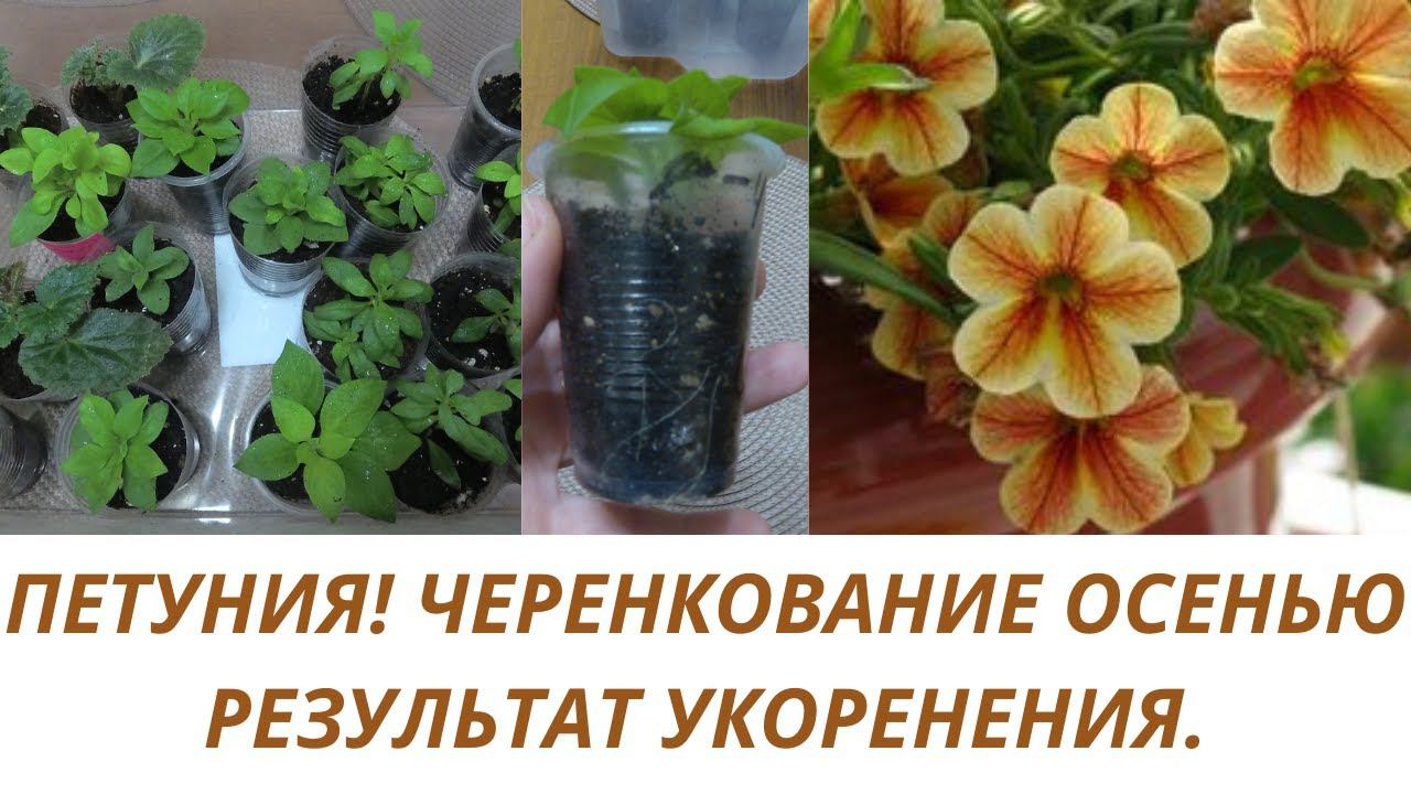 Петуния! Черенкование для сохранения на следующий год.Результат укоренения. Обзор черенков с корнями