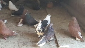 Голуби мелитопольские 1 февраля 2022 г.