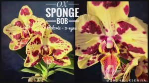 Phal. OX Sponge Bob (peloric - 2 eyes) | Домашнее цветение желтой орхидеи бабочки Спанч Боб | Обзор