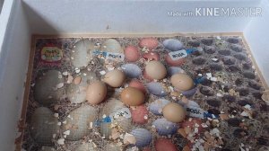 Почти 90% вывод! инкубация куриных яиц породы доминант