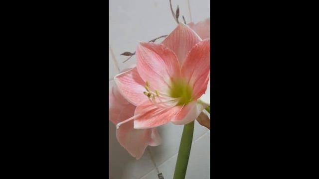 Гиппеаструм Розали / Hippeastrum Rosalie смотреть онлайн