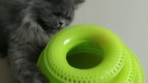 Play Cat Toy