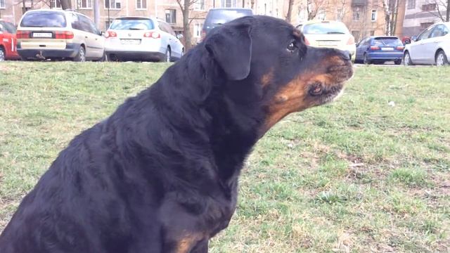 Бесичка ругается на беспорядок смотреть онлайн