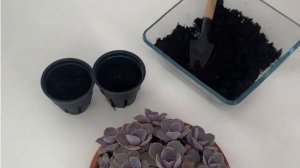 Размножение эхеверии ?