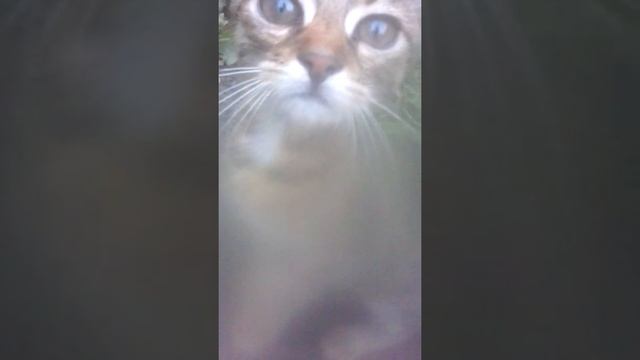 Котенок Тигренок смотреть онлайн