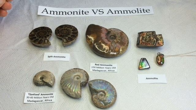 Crystal & Mineral Education: AMMONITE V.S. AMMOLITE! смотреть онлайн