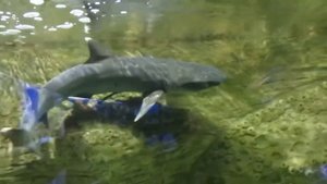 Белоперая рифовая акула и Рыба прилипала