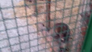 Обезьяны едят яйца и говорят!