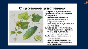 Бахчевые культуры. Природоведение