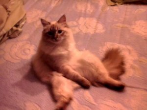 Пьяная кошка