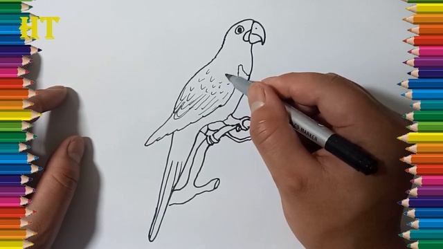 How to Draw a Macaw step by step | Bird drawing easy and coloring смотреть онлайн
