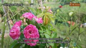 [Engsub] Vineyard Song Rose| Tra tên hoa hồng ngoại