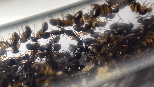 Посылка из китая! смотреть онлайн