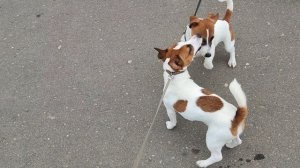 Риччи встретил Кубика.