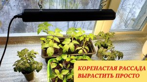 Рассада растет вширь НЕ ВЫТЯГИВАЕТСЯ. ДОСВЕЧИВАНИЕ. КОГДА, КАК И СКОЛЬКО отвечаю на вопросы.