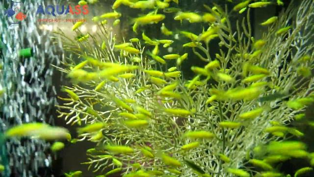 🐠Aquass - Данио глофиш зеленый (Danio glofish electric green) смотреть онлайн