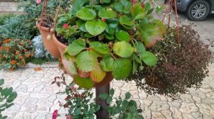 Опунция - зимующий садовый кактус / Opuntia - wintering garden cactus