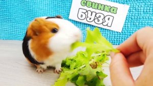 100 СЛОЕВ ЕДЫ ЧЕЛЛЕНДЖ ! Челлендж Про Еду Свинка Бузя и Рандомный Бутер Часть 2