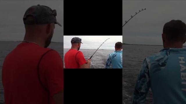 Испанская макрель #fishing