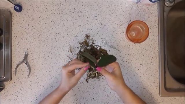 Фаленопсисы подростки из Азии. Подгнивают корни. Пересадка из мха. смотреть онлайн