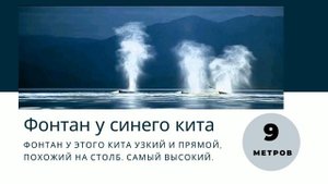 История о том как живут киты