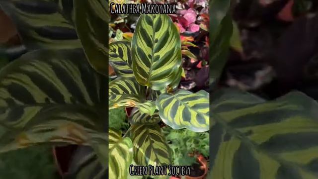 Calathea Makoyana/Peacock Plant